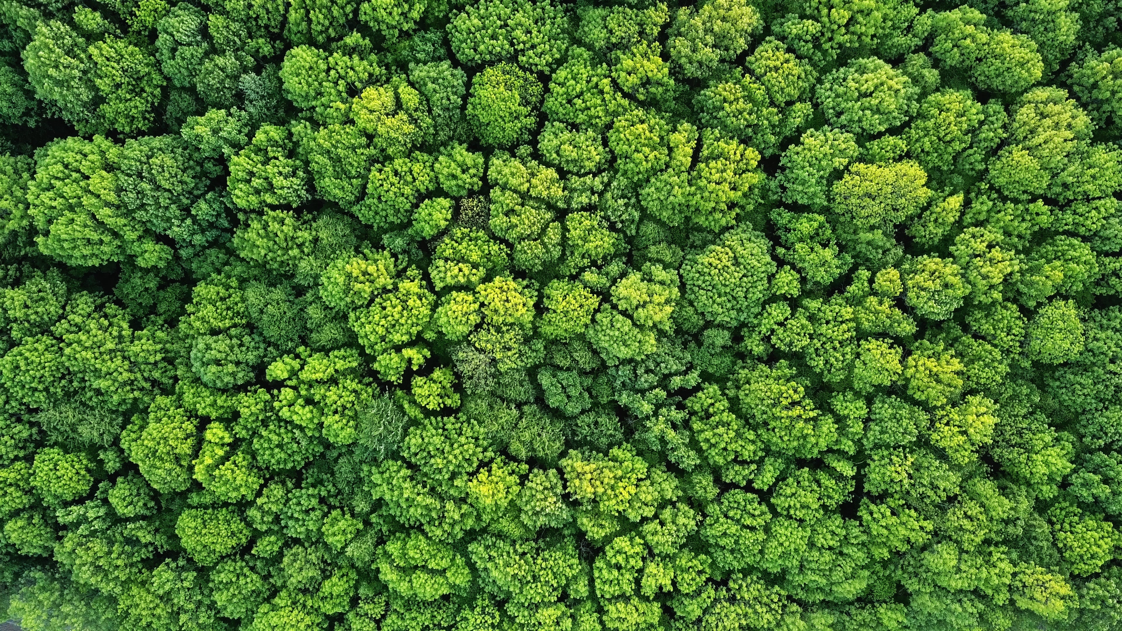 Ein grüner Wald aus der Vogel perspektive